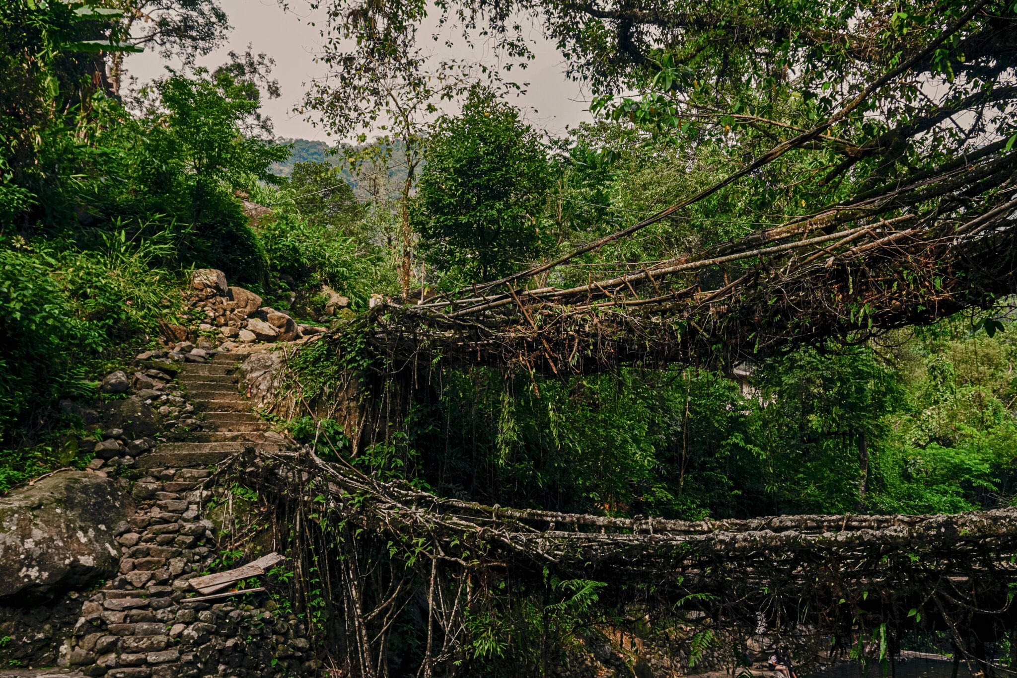 Witness Root Bridges